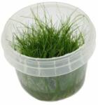 INVITAL Eleocharis acicularis (IN-VITRO pohár Ø 7 cm)