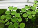 INVITAL Salvinia natans (Pohár Ø 11, 5 cm)