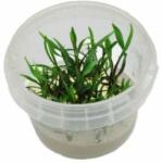INVITAL Cryptocoryne nevellii (Cserép Ø 5, 5 cm)