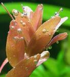 INVITAL Rotala rotundifolia (Cserép Ø 5, 5 cm)