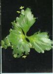 INVITAL Ceratopteris pteroides (Cserép Ø 5, 5 cm)