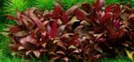 INVITAL Alternanthera reineckii Mini (Cserép Ø 5, 5 cm)