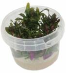 INVITAL Pogostemon stellatus (Cserép Ø 5, 5 cm)