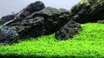 INVITAL Micranthemum Monte Carlo (IN-VITRO pohár Ø 7 cm)