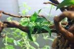 INVITAL Anubias nana mini (Cserép Ø 5, 5 cm)