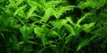 INVITAL Hygrophila polysperma (Cserép Ø 5, 5 cm)