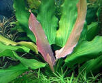 INVITAL Echinodorus tricolor (Cserép Ø 5, 5 cm)