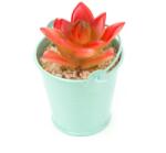 Pami Accessories Planta suculenta artificiala in ghiveci F419-298-11 Pami Flower 5x5 cm Bleu