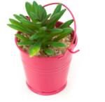 Pami Accessories Planta suculenta artificiala in ghiveci F419-298-1 Pami Flower 5x5 cm Siclam