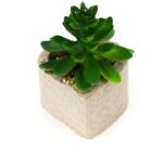 Pami Accessories Planta suculenta artificiala in ghiveci F419-296-12 Pami Flower 4x5.5 cm Verde