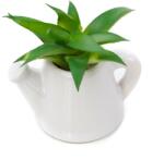 Pami Accessories Planta suculenta artificiala in ghiveci F419-299-11 Pami Flower 5x5 cm Verde