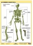 STIEFEL Tanulói munkalap Az emberi csontváz II (20311)