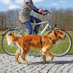 Szer-Ber Trixie Dog Activity Bicycle and Jogging Leash - Póráz biciklizéshez és futáshoz (hossz: 1-2 m | szélesség: 25 mm)