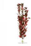 JK Műnövény Red Ludwigia 25-28 cm