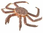CollectA Figurina Crab Regal pictata manual XL Collecta (COL88851XL) - ookee Figurina