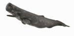 CollectA Balena Casalot - Collecta (COL88835XL) - bekid Figurina
