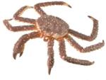 CollectA Figurina Crab Regal pictata manual XL Collecta (COL88851XL) - bekid Figurina