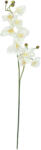  EUROPALMS Orchid branch, artificial, cream-white, 100cm (82530323)