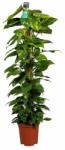  Epipremnum Mosstok szobafutóka 17 cm-es cserépben, kb. 60 cm magas