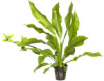 Tropica növény - Echinodorus bleheri (bleherae) (33-071)