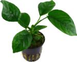 Tropica növény - Anubias barteri var. caladiifolia ''1705'' PCS (Előrecsomagolt) (33-101U-PCS)