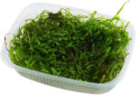 Tropica növény - Taxiphyllum barbieri 'Bogor moss' moha (33-003-POR)
