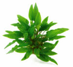 Dennerle Plants növény - Cryptocoryne wendtii Green (411-44)