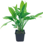 Tropica növény - Echinodorus bleheri (bleherae) XL (33-071-XL)