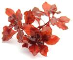 Dennerle Plants növény - Ludwigia spec. Super Red (30143-44)