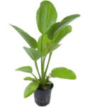 Tropica növény - Echinodorus 'Aquartica (33-074F)