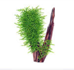 Tropica növény - Taxiphyllum sp. 'Spiky' moha (33-003G-POR)