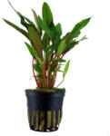 Tropica növény - Cryptocoryne beckettii ''petchii'' PCS (Előrecsomagolt) (33-108A-PCS)