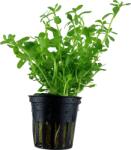 Tropica növény - Bacopa 'Compact' PCS (Előrecsomagolt) (33-044A-PCS)