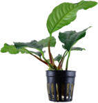 Tropica növény - Anubias barteri var. coffeefolia (33-101G)