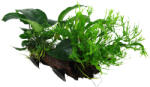 Tropica növény - Microsorum sp. vasfán tapadókoronggal - XL (33-500-OWX)