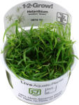 Tropica növény - Helanthium tenellum Green TC (zselés) (33-067A-TC)