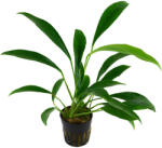 Tropica növény - Anubias barteri var. Glabra (Angustifolia) (33-101C)