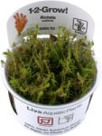 Tropica növény - Rotala wallichii TC (zselés) (33-032A-TC)