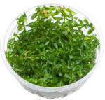 ADA növény - Rotala rotundifolia green - zselés S (IC011)