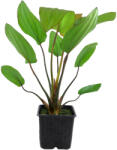 Tropica növény - Echinodorus 'Barthii' XL (33-072A-XL)