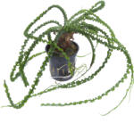 Tropica növény - Crinum calamistratum (33-094A)