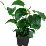 Tropica növény - Anubias barteri var. caladiifolia' XL (33-101U-XL)
