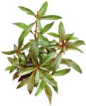 Dennerle Plants növény - Ludwigia glandulosa (789-44)