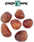  Carneol Rulat Natural - 30-39 x 22-29 mm - ( XL ) - 1 Buc