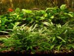 INVITAL Cryptocoryne willisii (Cserép Ø 5, 5 cm)