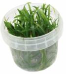 INVITAL Juncus repens (Cserép Ø 5, 5 cm)