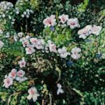 Locke, Jess Don't Ask Yourself Why - facethemusic - 6 590 Ft