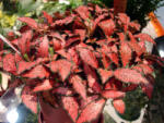 INVITAL Fittonia Rood (Cserép Ø 5, 5 cm)