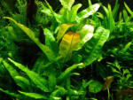 INVITAL Microsorium pteropus latifolia