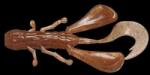 Jackall Naluci JACKALL Vector Bug 2.5" Brown Candy, 6.3cm, 8 buc/plic (jackall-087864)